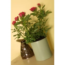 Craig & Rose 1829 Chalky Matt Emulsion Paint Beauvais Cream - 750ml -Best Paint Store 12819449 8224833222813651