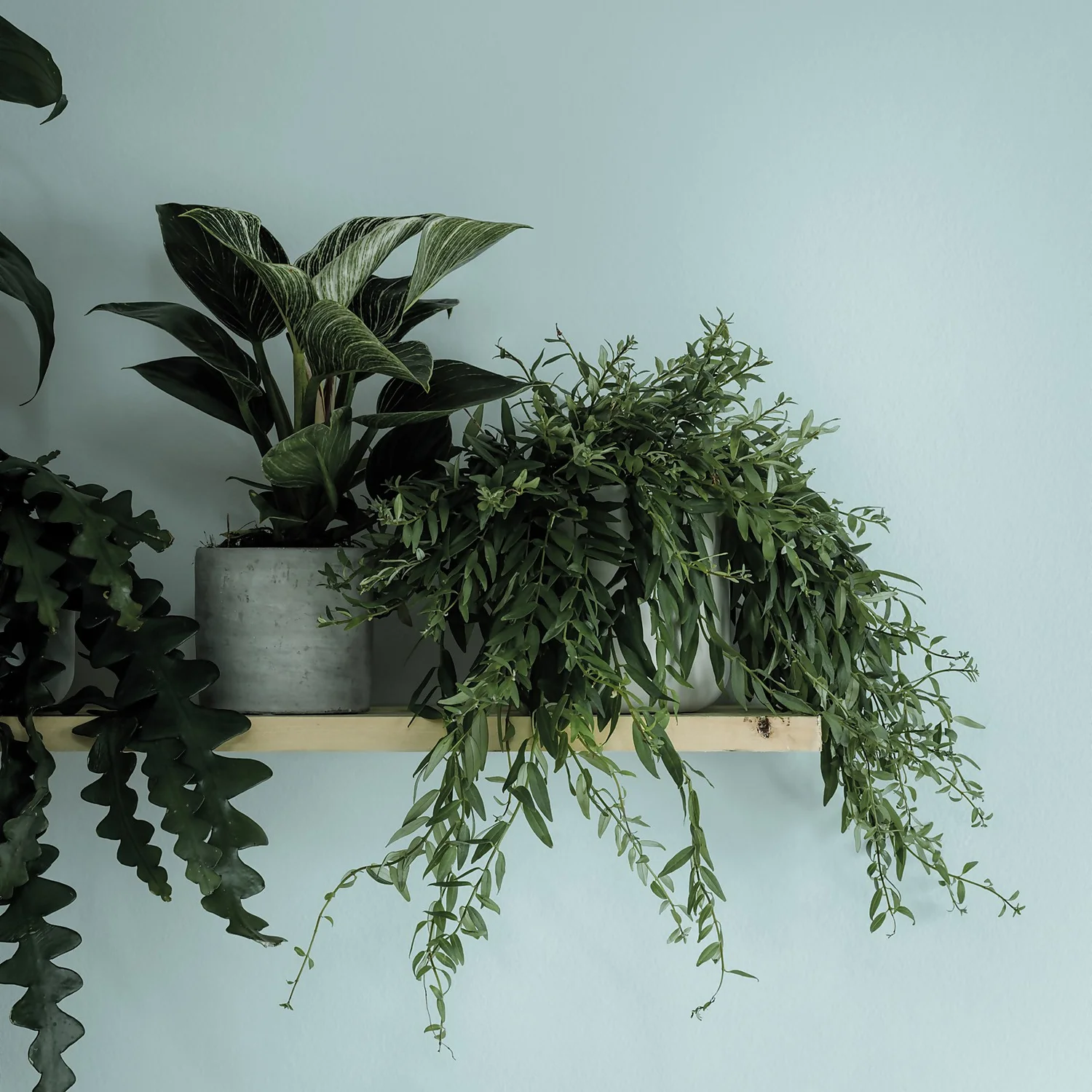 Crown Walls & Ceilings Matt Emulsion Paint Stepping Stone - 2.5L Crown Walls & Ceilings Matt Emulsion Paint Stepping Stone - 2.5L -Best Paint Store 12833880 1374969529109753